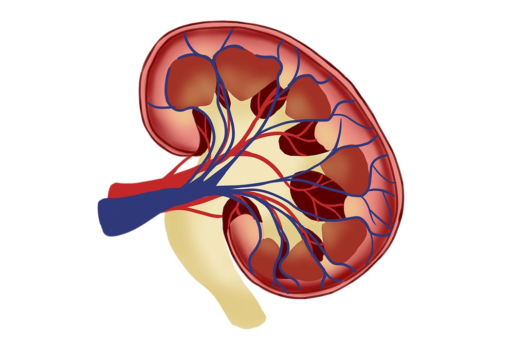 A kidney graphic